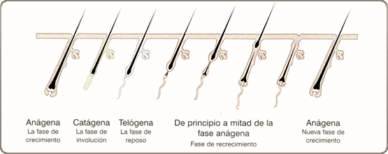 Ciclo de crecimiento del vello de las cejas